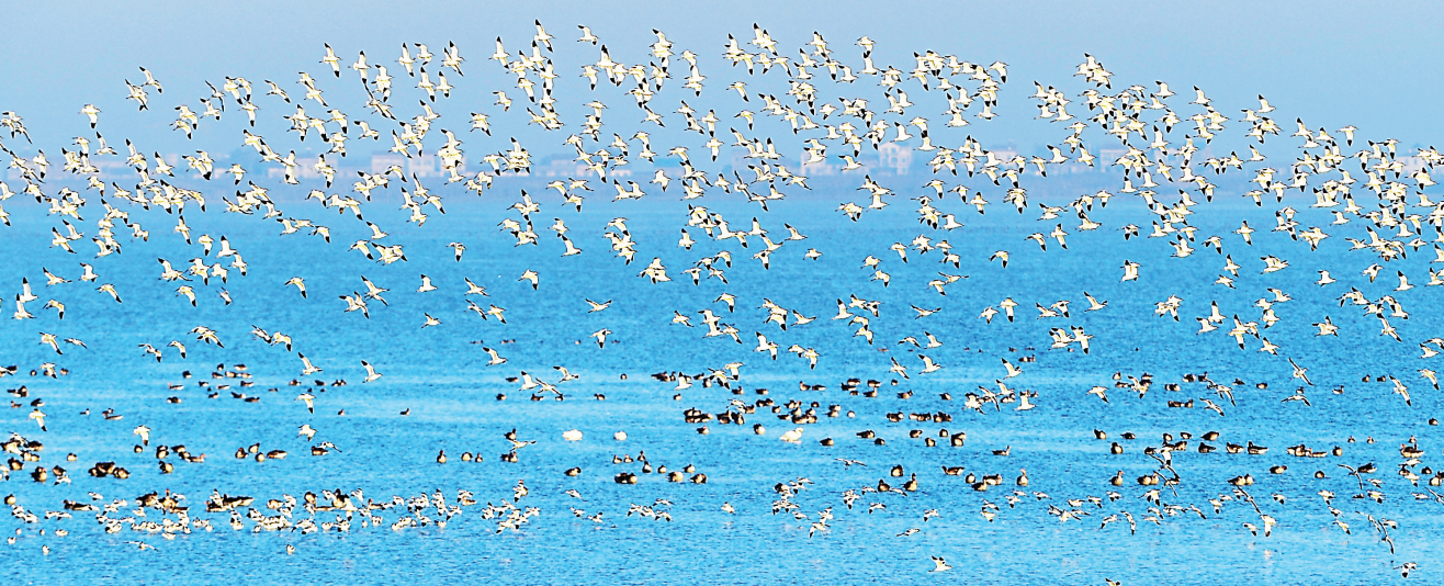 在武汉沉湖湿地自然保护区万鸟翱翔，场面壮观。