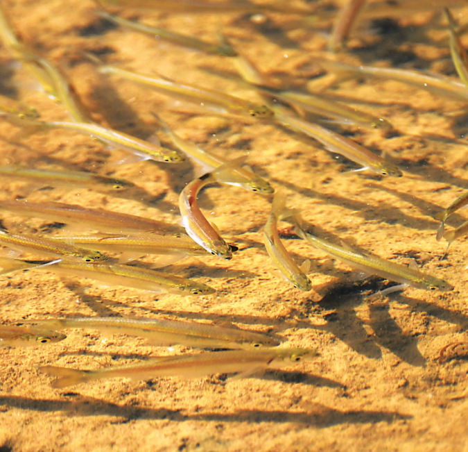 东湖国家湿地公园，清澈的湖中小鱼儿成群结队在游曳。