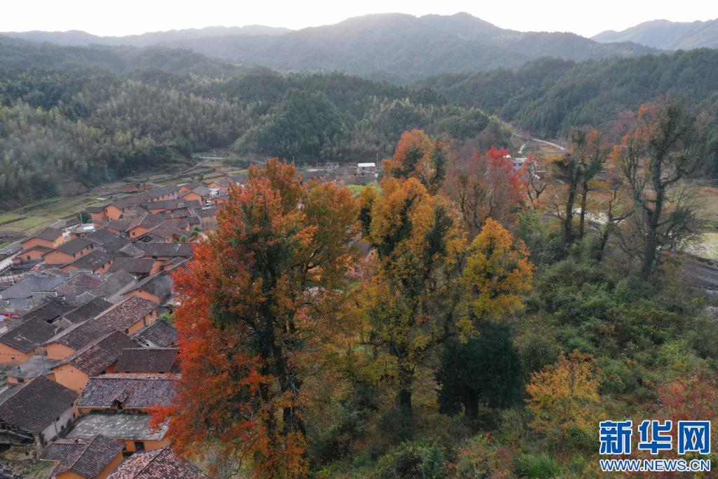 乐安县金竹畲族乡严杭村初冬景色.新华网发 邱志超 摄