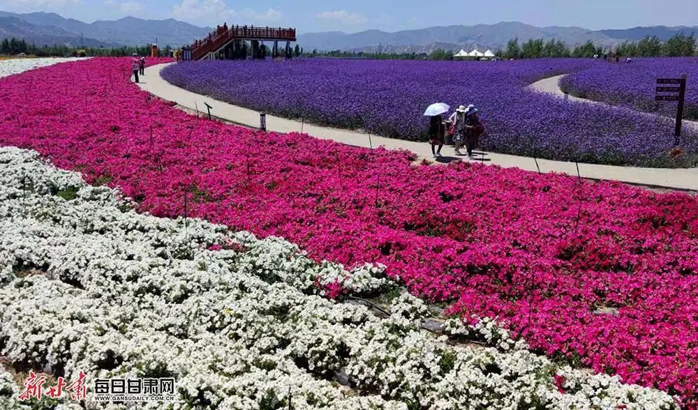 白银大坪凤园花海 图片来源：每日甘肃网。
