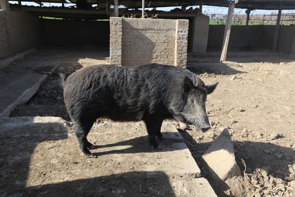 不能随意猎杀且防不胜防野猪频频惹祸造成损失该咋办