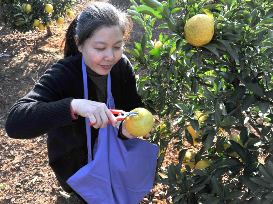 江西进贤县:致富柠檬柚 采摘正忙时