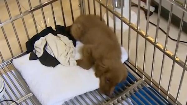 广州一宠物店被指售卖“星期狗”，回应愿意接受调查