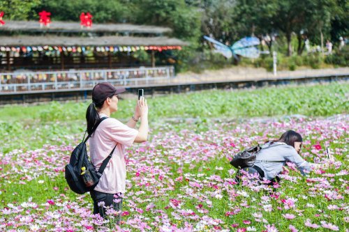 市民于花海拍照打卡。通讯员供图