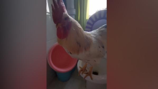 女子养公鸡当宠物 训练其站马桶上厕所