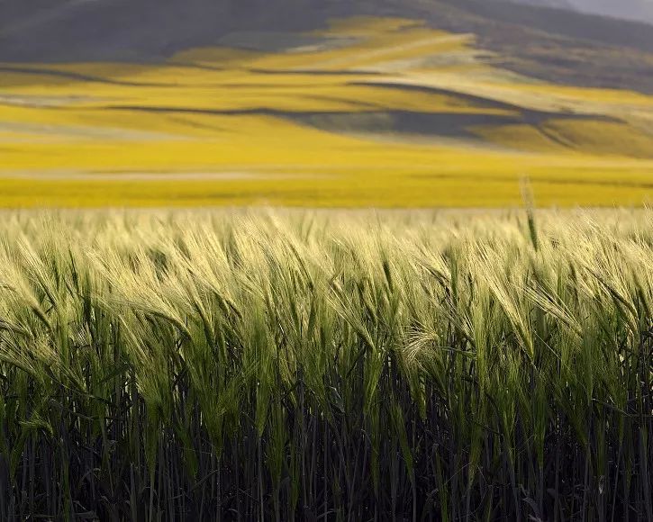 “金张掖” 图/视觉中国