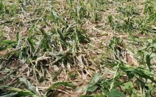 被野猪糟蹋的农田。图片来源:南阳市林业局网站