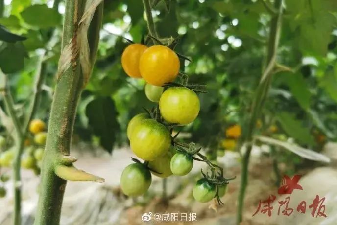 咸阳：泾阳、兴平特色农产品“敲”开致富门