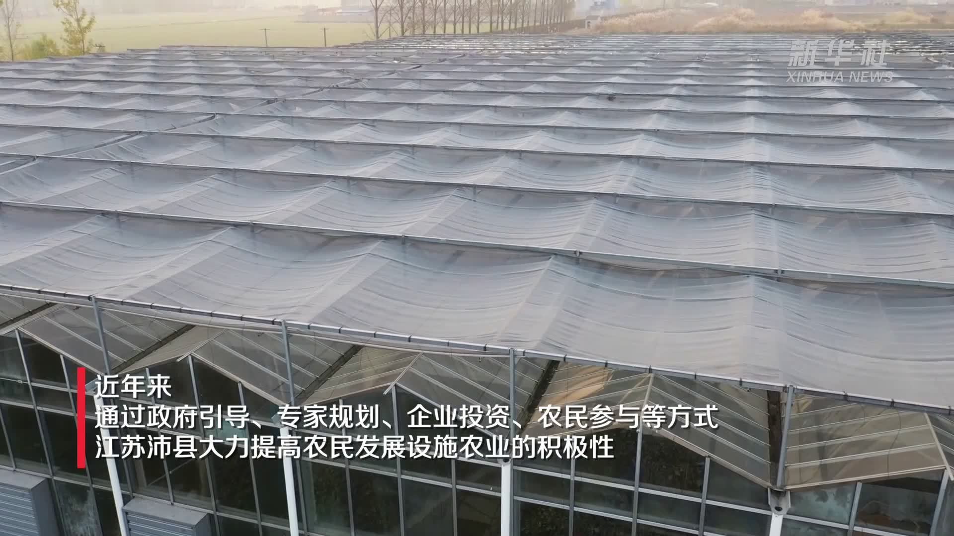江苏沛县：设施农业让农民捧上“金饭碗”
