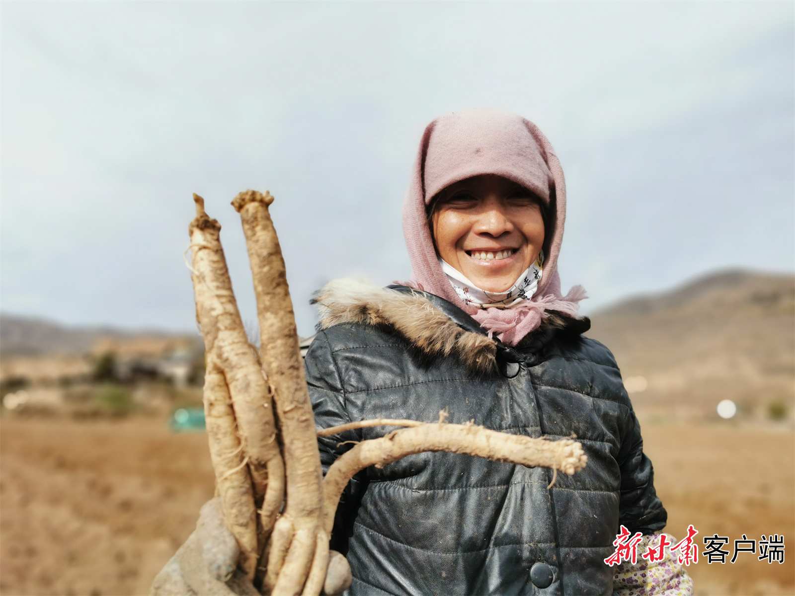 药香飘满山陇西35万亩中药材喜获丰收