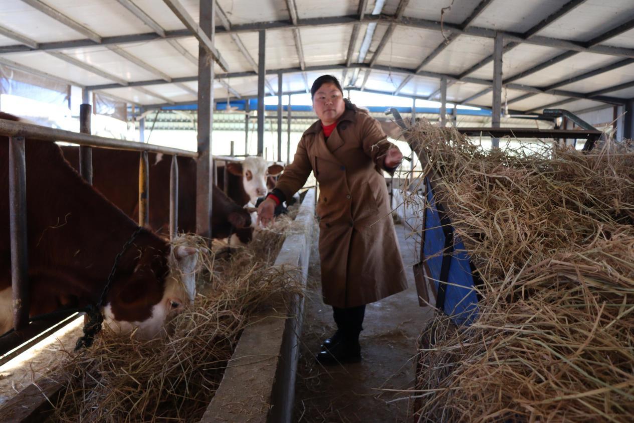 图为钱毛生用稻草喂牛
