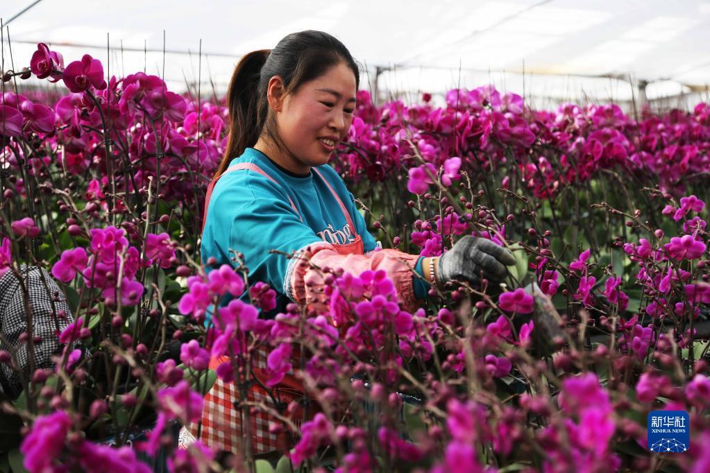 花卉养殖基地(花卉养殖基地用什么肥)