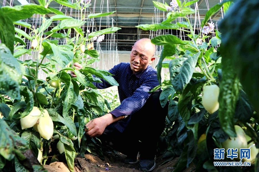12月1日，甘肃省武威市民勤县大坝镇六沟村，一名村民正在日光温室里打理人参果植株。新华网发 （马爱彬 摄）