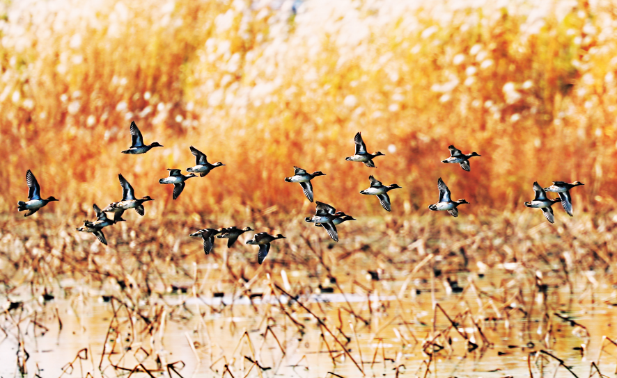 上涉湖省级湿地自然保护区内，绿翅鸭在芦苇荡上飞翔。