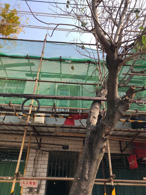 到底该拿这棵树怎么办?绿化部门能帮忙砍伐吗?王先生来到城市留言板寻求专业部门的帮助。