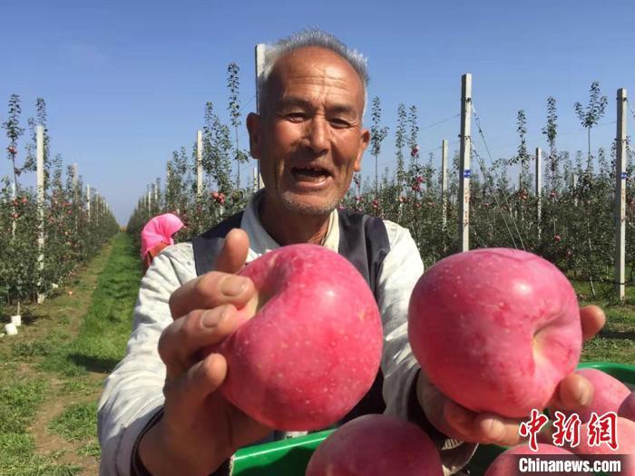 “扬黄续建工程”饮水至庆城，助推当地农业发展。图为庆城果农喜获丰收。高展 摄