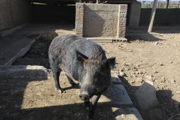 不能随意猎杀且防不胜防野猪频频惹祸造成损失该咋办