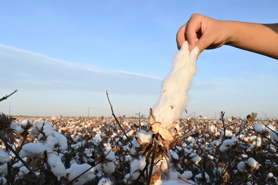 100年国牌老厂用黄金棉做衣,中国再没有第二个国棉十七厂