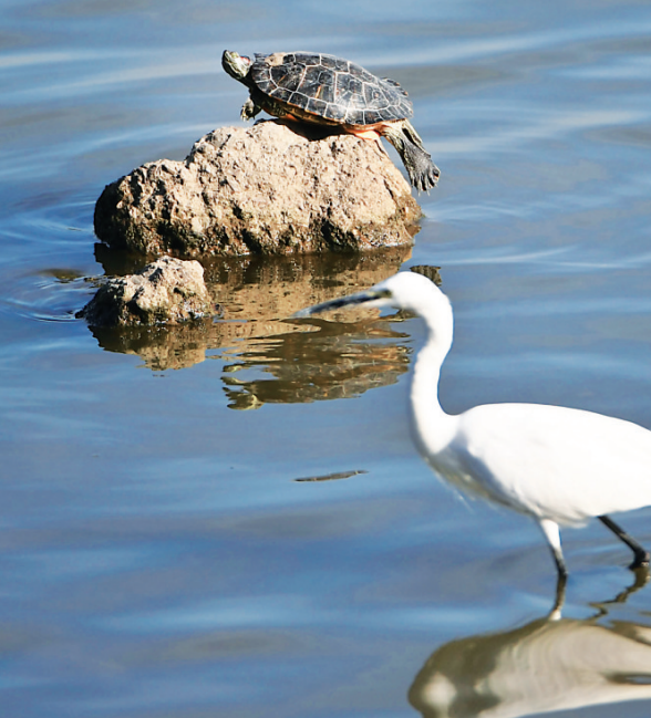 东湖国家湿地公园，动物们在湖中悠闲地觅食、晒太阳。