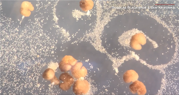 全球首个活体机器人叫什么名字 FE22A0136EBB4BC47916BCE9859D611BC2D79FEA_size420_w600_h318.png