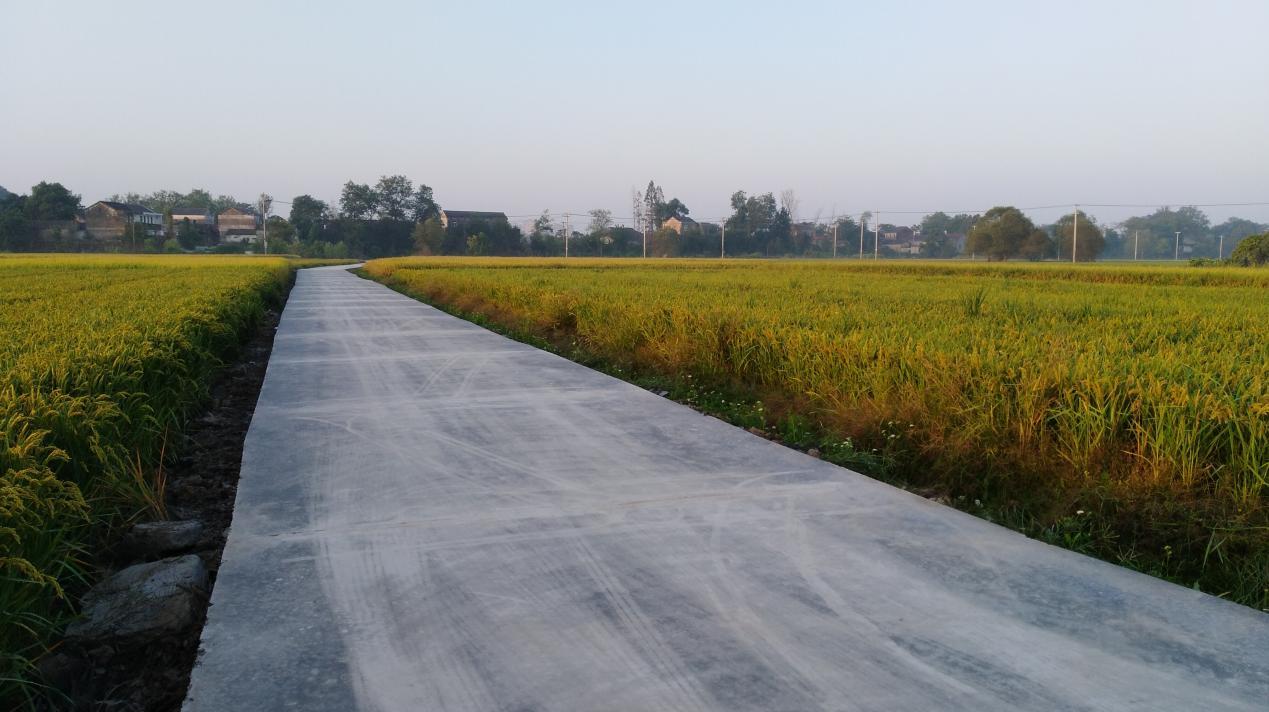安徽桐城市双港镇基础设施建设助力乡村振兴