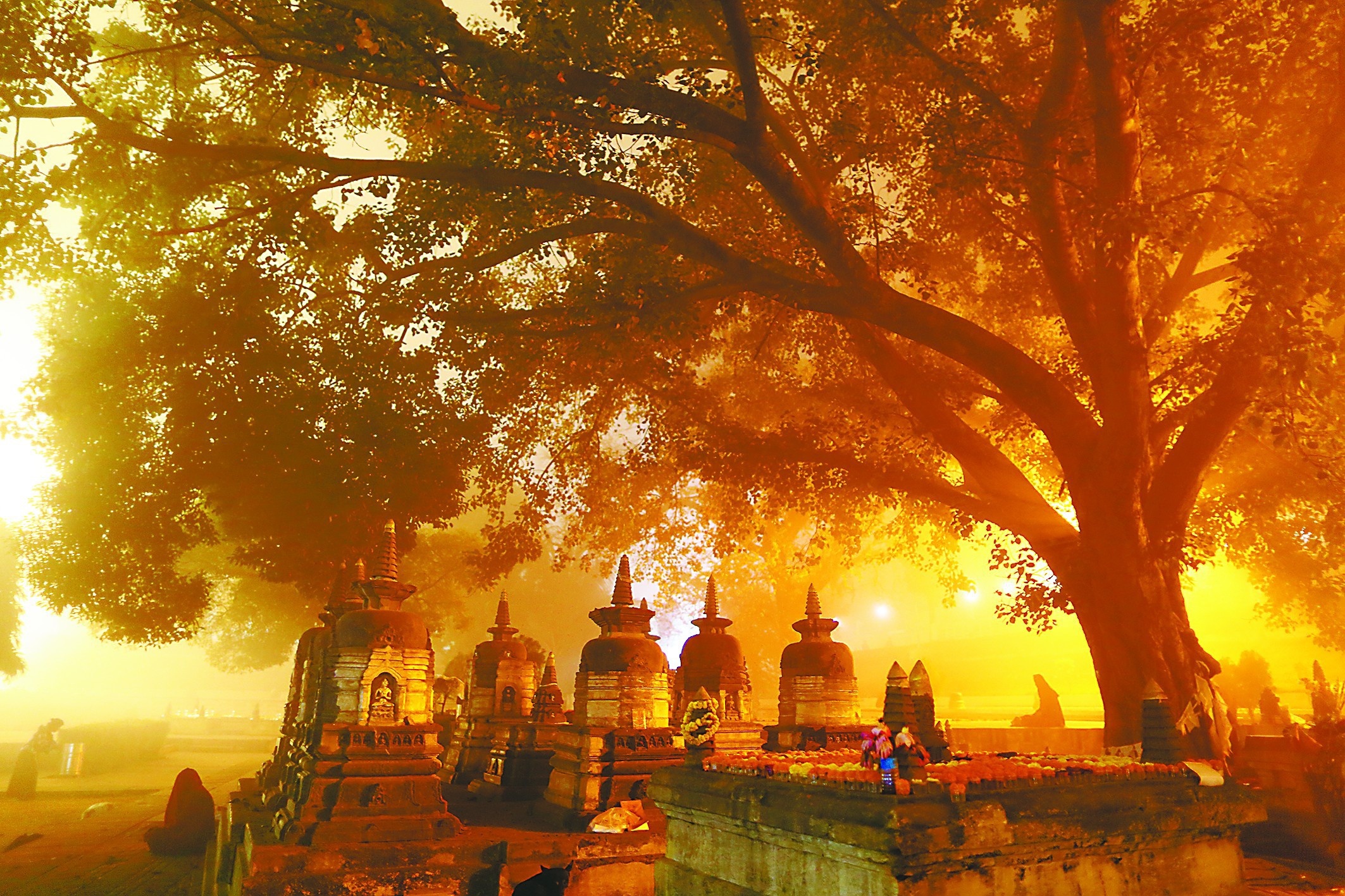 印度的菩提树