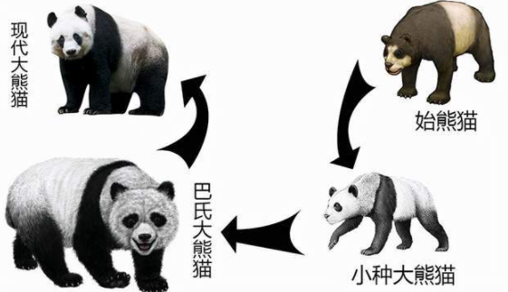 大熊猫的演变史 图源自网络