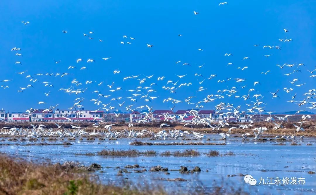 鳳凰網永修打造世界級觀鳥經濟名片