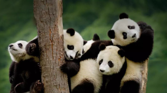 萌萌哒“国宝”大熊猫是全球社交媒体上的“大明星” 图源自网络