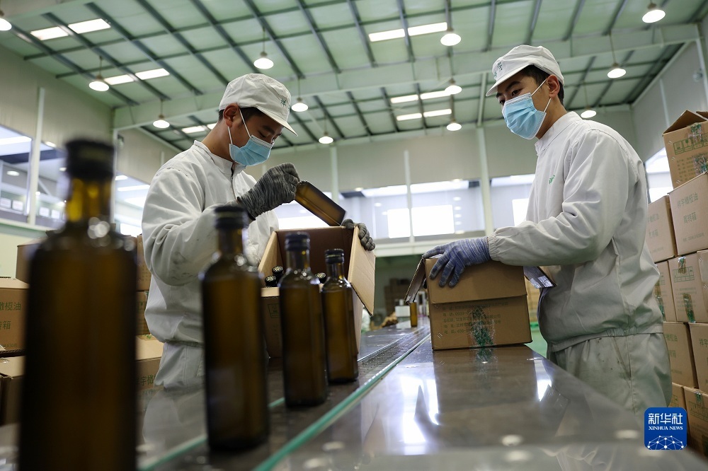 在陇南一家油橄榄加工企业的生产线上，工作人员将完成灌装的橄榄油半成品装箱（12月7日摄）。新华社记者 郎兵兵 摄