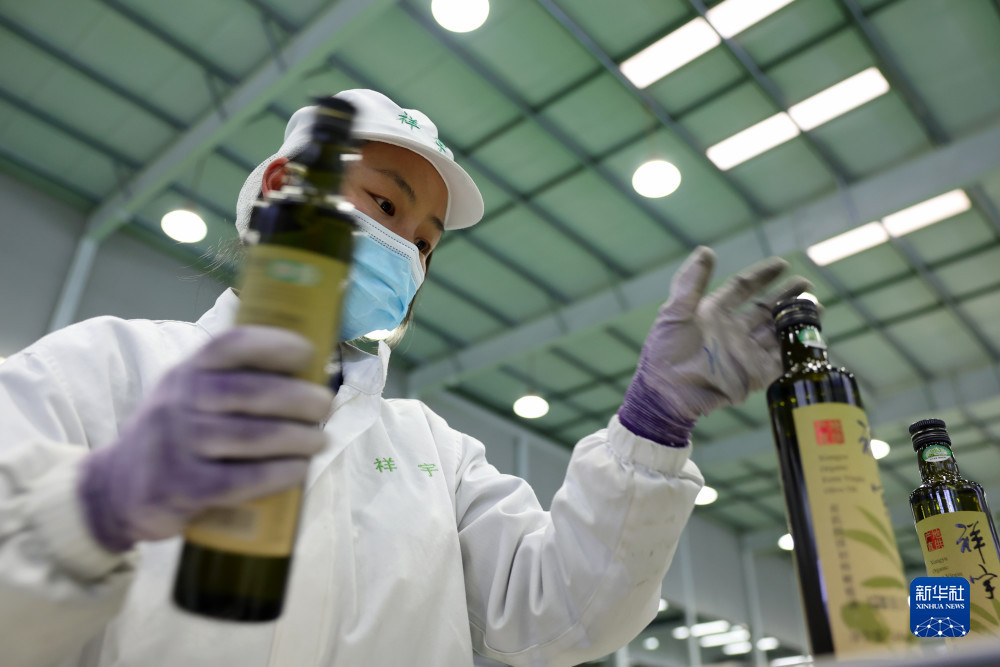 在陇南一家油橄榄加工企业的生产线上，工作人员谈花梅在查看完成灌装的橄榄油（12月7日摄）。新华社记者 郎兵兵 摄