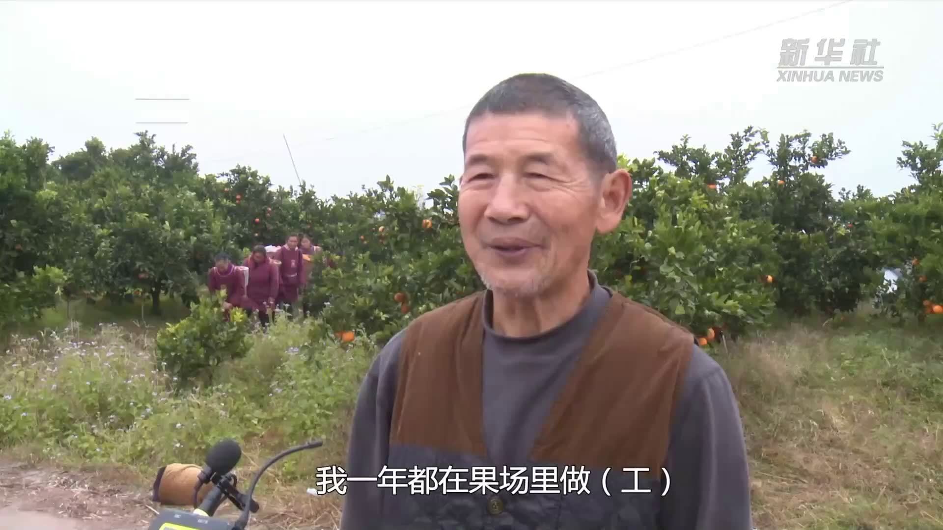 四川邻水：28万亩脐橙产业助推乡村振兴