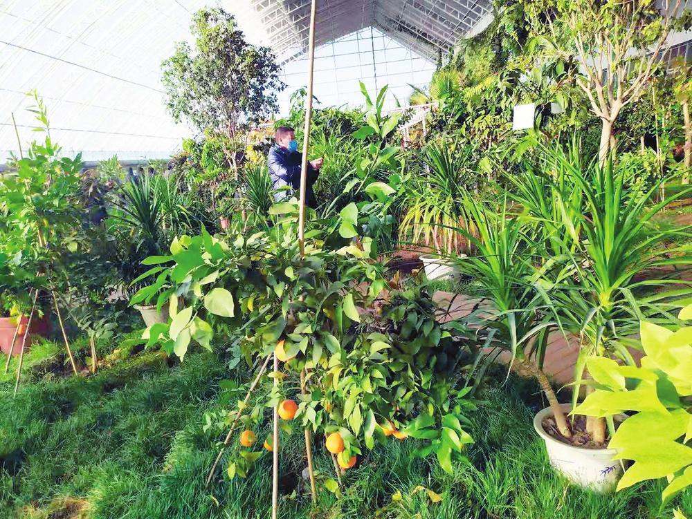 近日，在吉林市金丰现代农业有限公司的温室种植区，一些新颖果蔬进入成熟季，观摩人员在奇蔬异果前拍照留念，留住冬日温室美景。