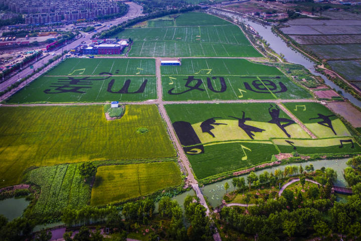姜山镇是鄞州乃至宁波的粮食生产重镇,经过多年探索实践,土地流转率在