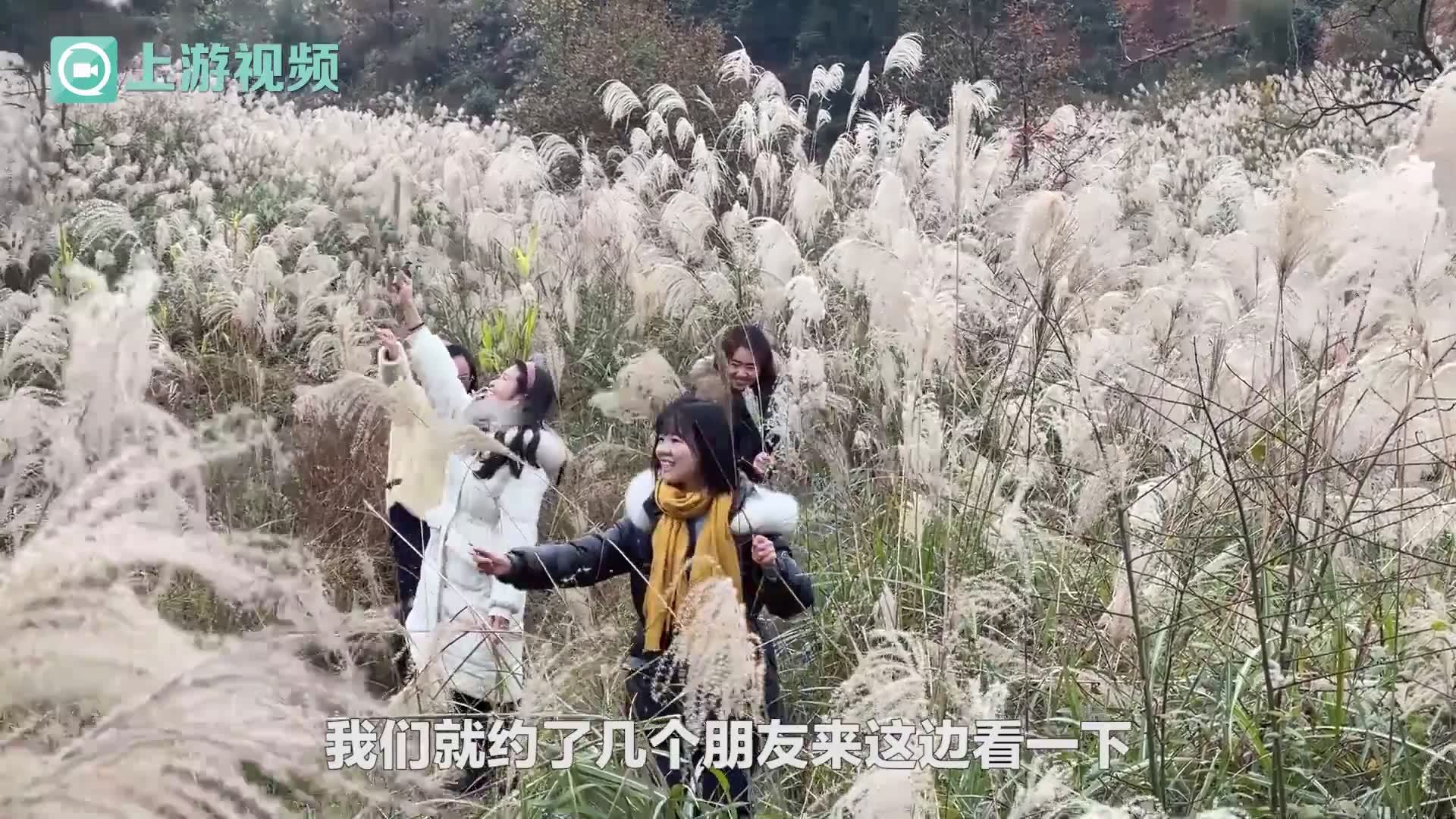 冬日秋韵入画来⑫丨大雪时节 去看那满山“芦花如雪”的另类“雪景”