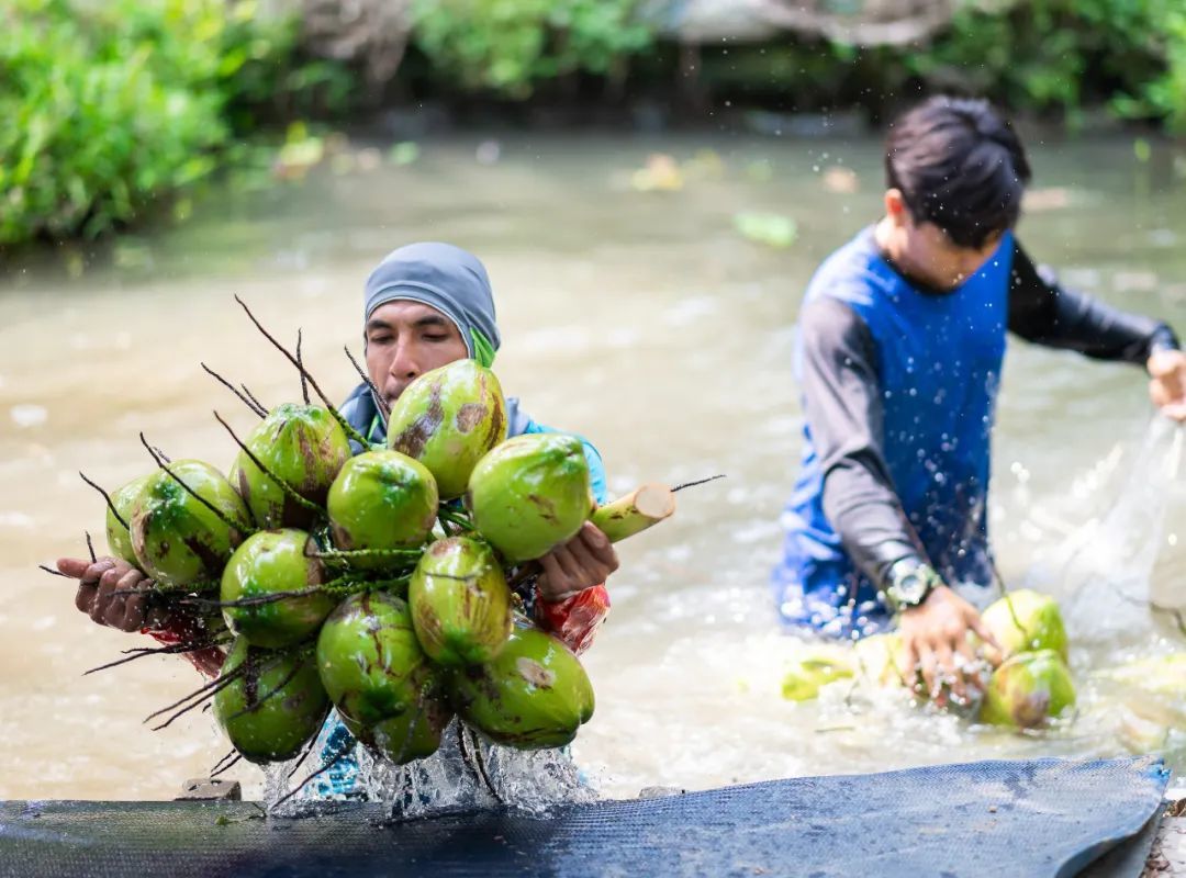 泰国工人正从水里捞起椰子 | 菲诺供图