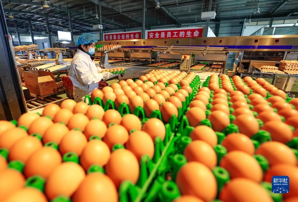 12月9日,唐山市芦台经济技术开发区一家蛋鸡养殖企业的工人在鸡蛋分装