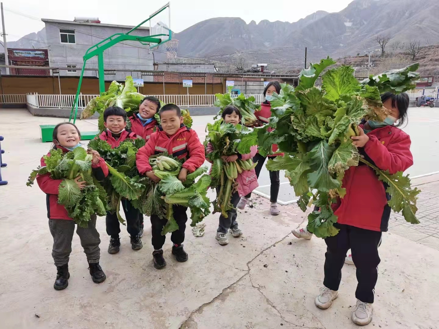 11月，岭后小学的孩子们采摘自己种的白菜。受访者供图