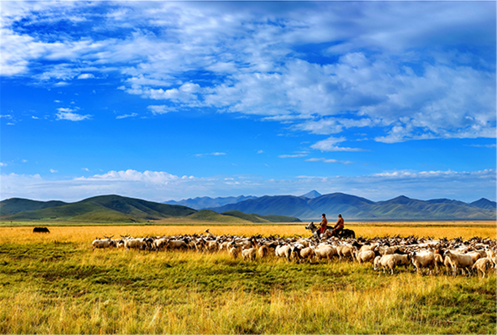 《牧歌 》2020年9月18日，玛曲县阿万仓镇草原牧民在放牧，享受着脱贫致富奔小康的快乐。摄影：钟建龙