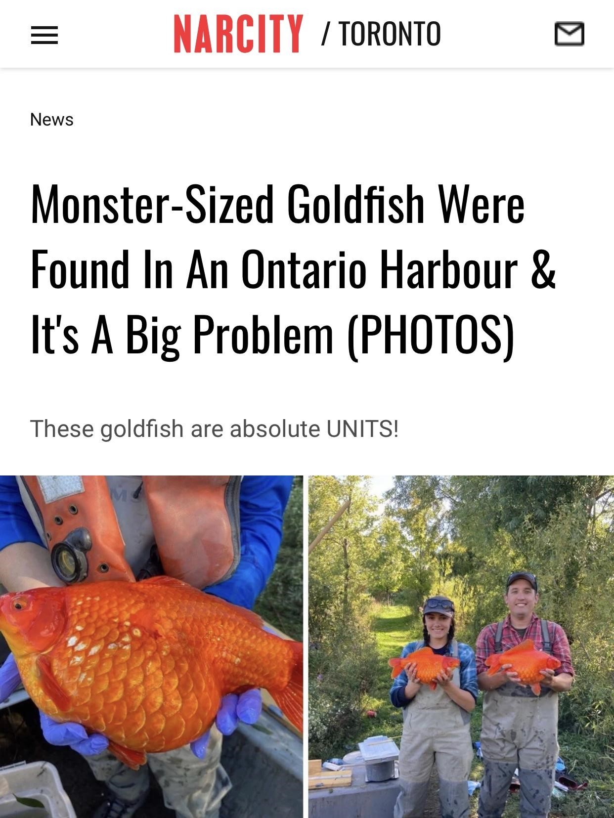 加拿大湖滨发现罕见巨型金鱼，是普通金鱼十倍大小！