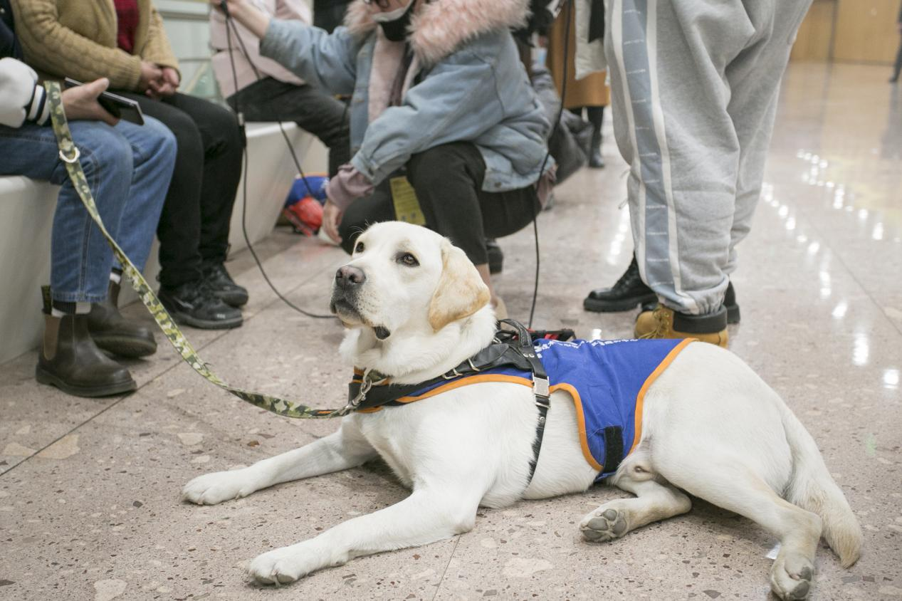 第二十届西安国际音乐节正式发起“导盲犬进剧院计划”