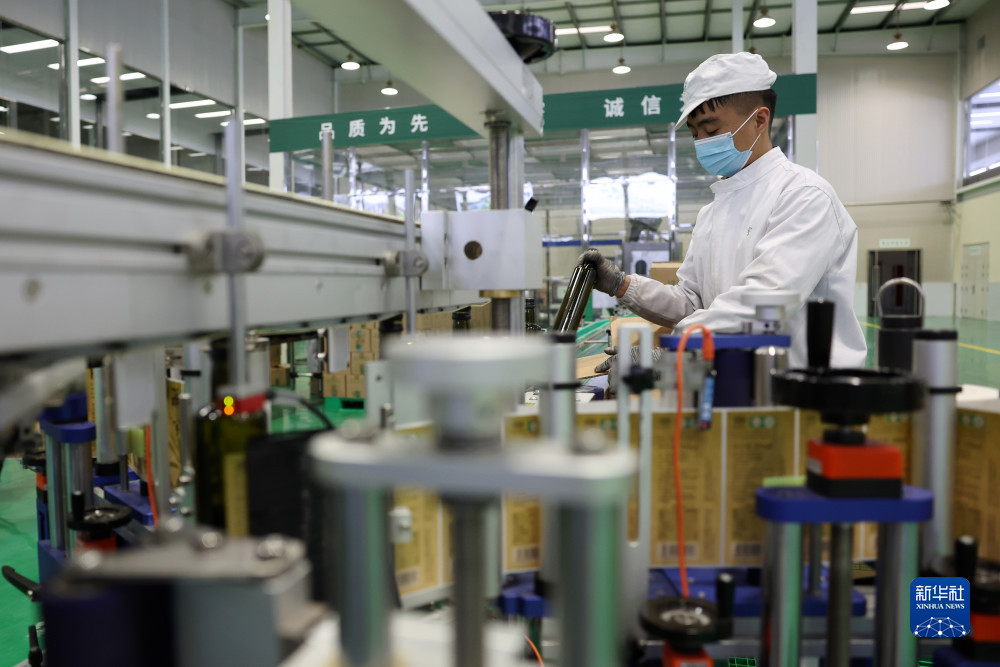 在陇南一家油橄榄加工企业的生产线上，工作人员贾彦文在对橄榄油进行贴标作业（12月7日摄）。新华社记者 陈斌 摄