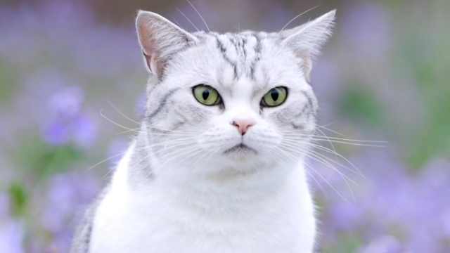 猫咪竟然对蜜蜂起了歹心