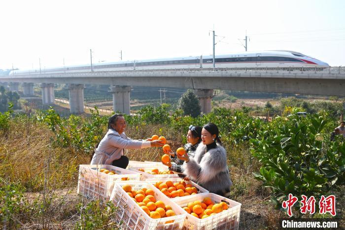江西信丰县年近五旬的果农代家英正在向游客介绍自家刚采摘的新鲜脐橙，一列赣深高铁动车组从身后飞驰而过。　刘占昆 摄