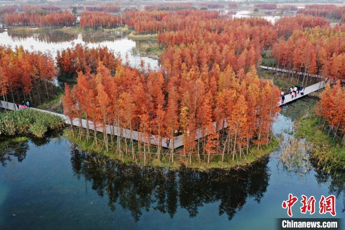 航拍南昌魚尾洲溼地公園成片火紅水杉美如畫圖