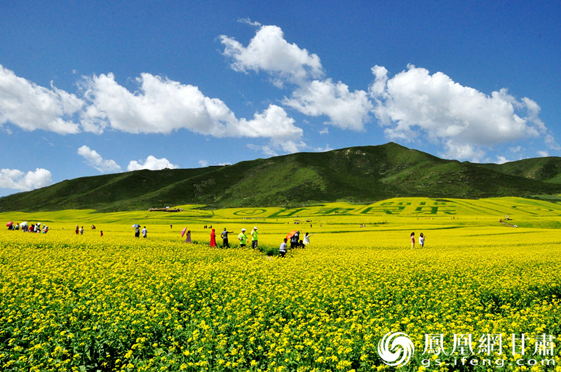 张掖民乐金灿灿的油菜花 王振武 摄