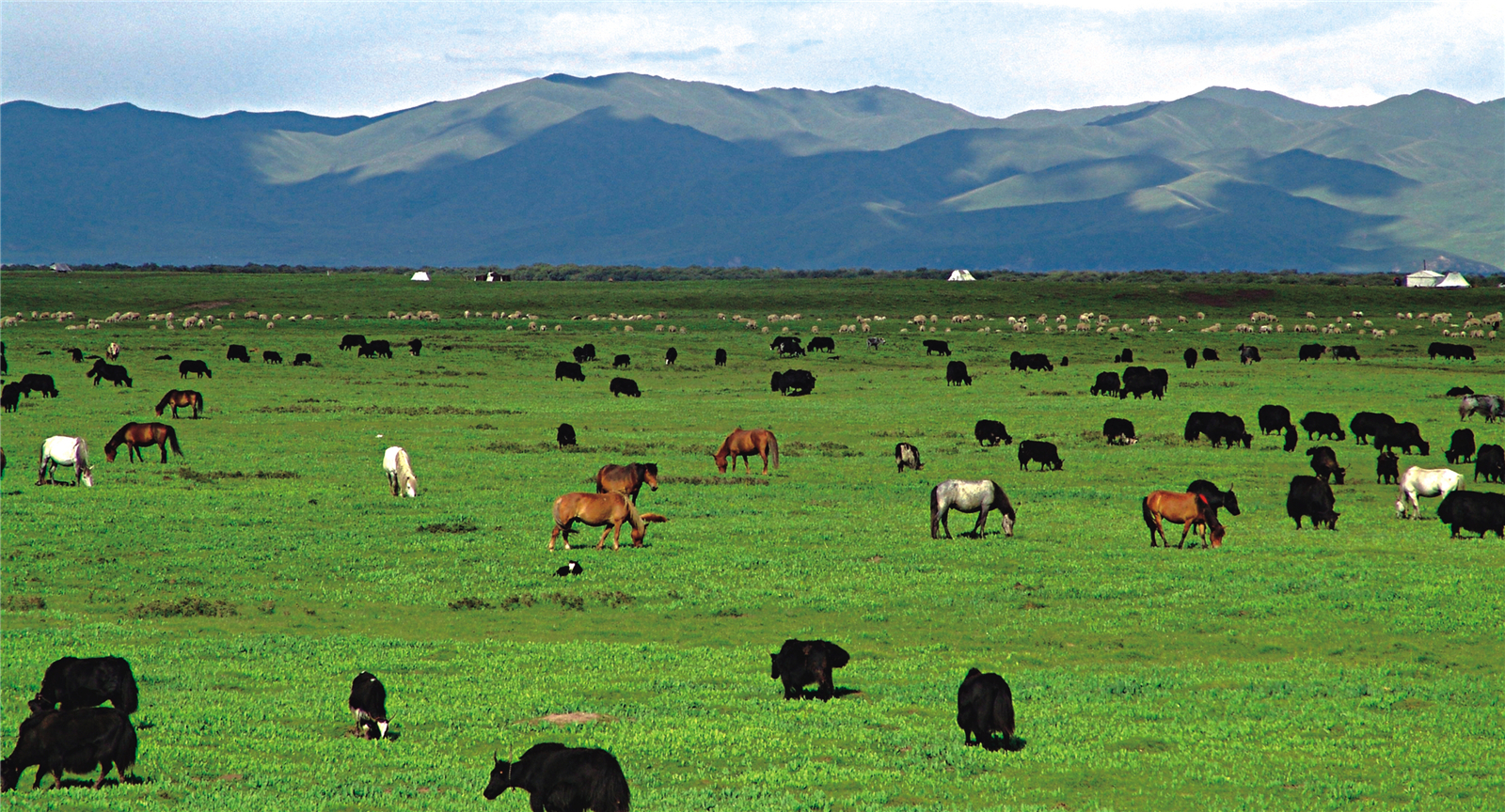 甘南州是甘肃省主要的畜牧业基地，拥有草场4084万亩。图为玛曲天然牧场。