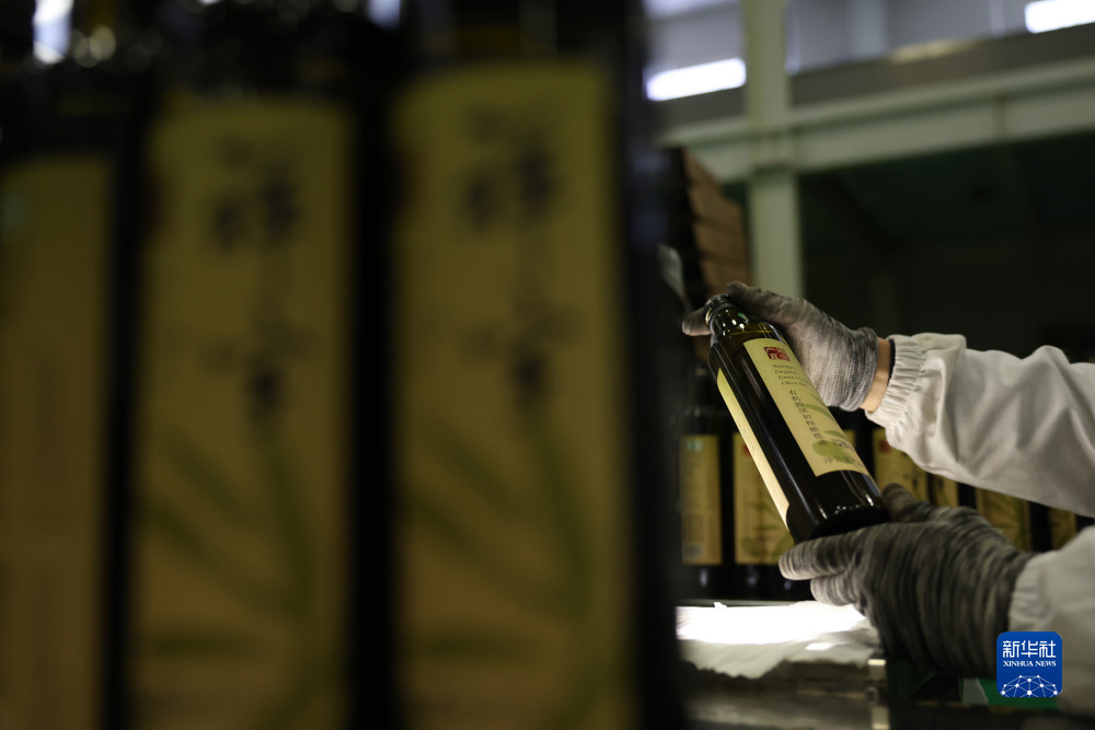 在陇南一家油橄榄加工企业的生产线上，工作人员对橄榄油进行出厂前检查（12月7日摄）。新华社记者 郎兵兵 摄