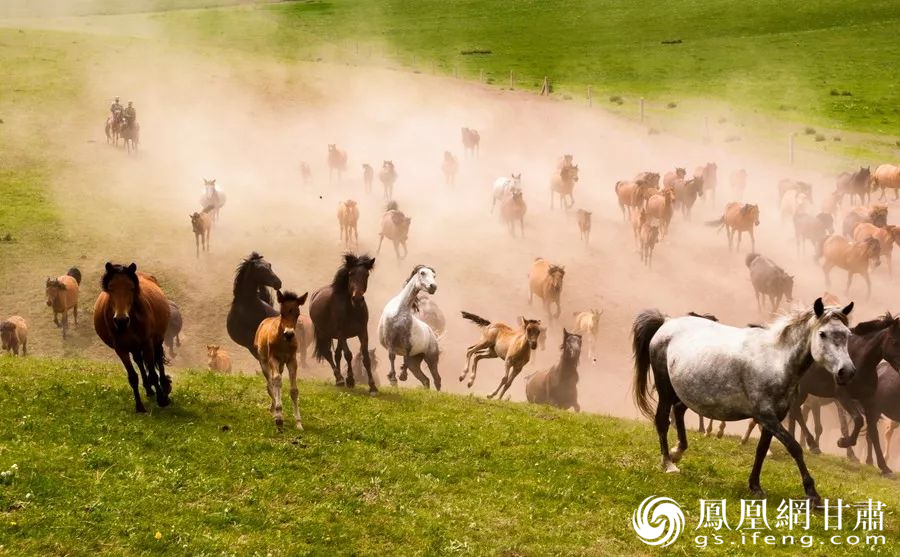 张掖山丹军马场 张掖市文化广电和旅游局供图