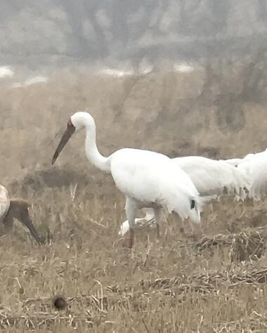 专家在江西插旗洲观鸟时发现环志白鹤
